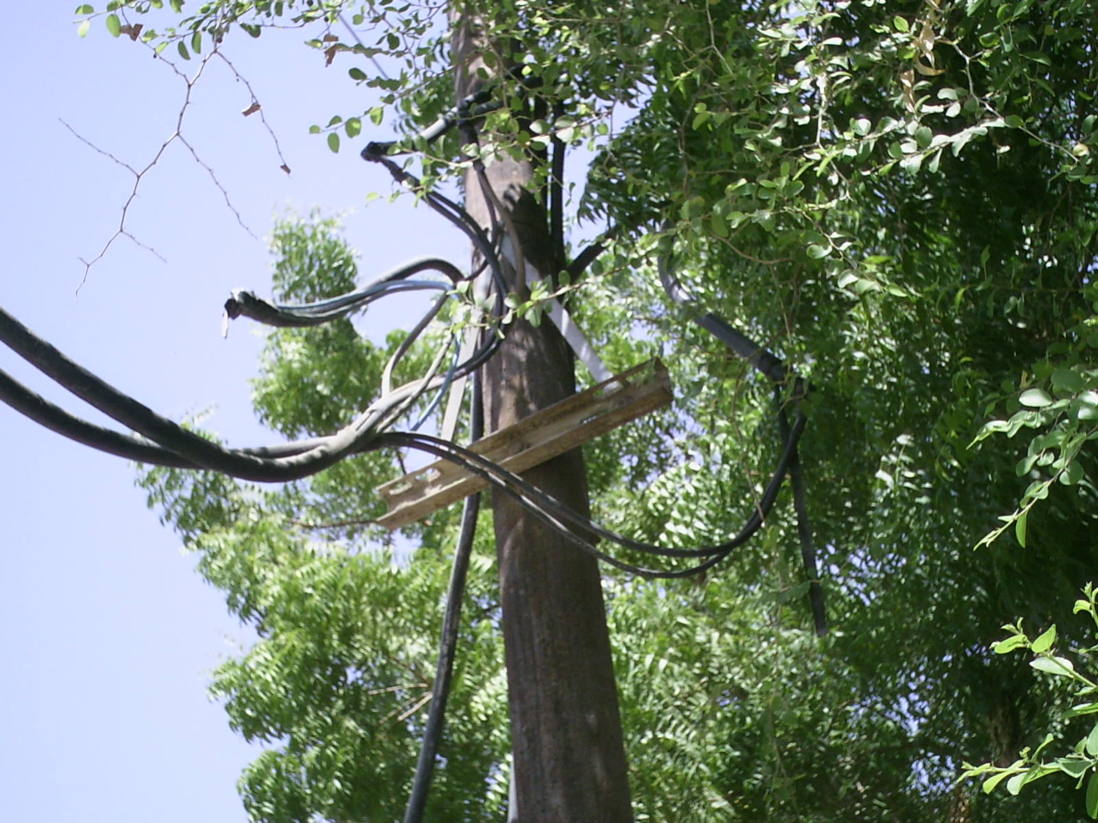 عملیات شاخه‌زنی درختان در مجاورت خطوط برق و آزادسازی حریم شبکه
